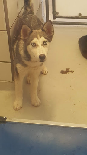 Animal Shelter «Humane Society of El Paso», reviews and photos