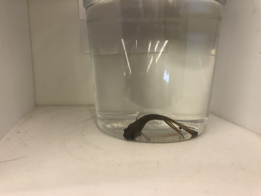 Pet Supply Store «Pet Supplies Plus», reviews and photos, 9630 Transit Rd Suite 400, East Amherst, NY 14051, USA