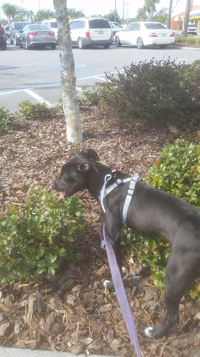 Pet Supply Store «Pet Supplies Plus», reviews and photos, 21703 Village Lakes Shopping Center Dr, Land O Lakes, FL 34639, USA