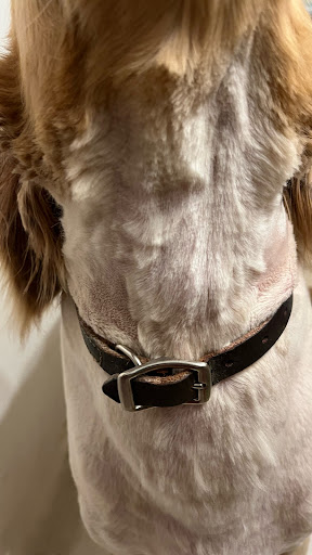 Pet Supply Store «PetSmart», reviews and photos, 6019 Wade Hampton Blvd, Taylors, SC 29687, USA