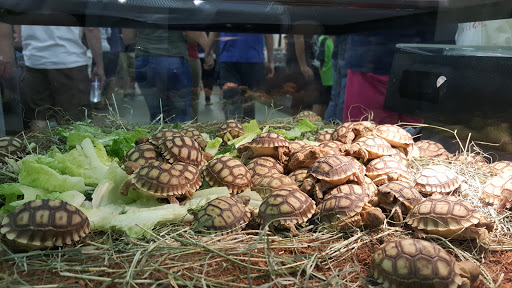 Pet Store «CUSTOM CREATURES PET SHOP», reviews and photos, 10727 N 19th Ave, Phoenix, AZ 85029, USA