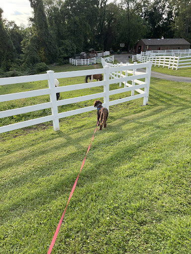 Pet Store «Petland», reviews and photos, 4082 William Penn Hwy #49B, Monroeville, PA 15146, USA