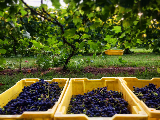 Winery «Priam Vineyards», reviews and photos, 11 Shailor Hill Rd, Colchester, CT 06415, USA