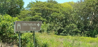 Ultimatum Tree