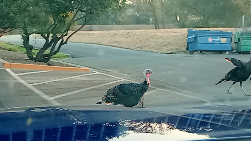 Car Wash «Quick Quack Car Wash - Citrus Heights», reviews and photos, 8017 Greenback Ln, Citrus Heights, CA 95610, USA