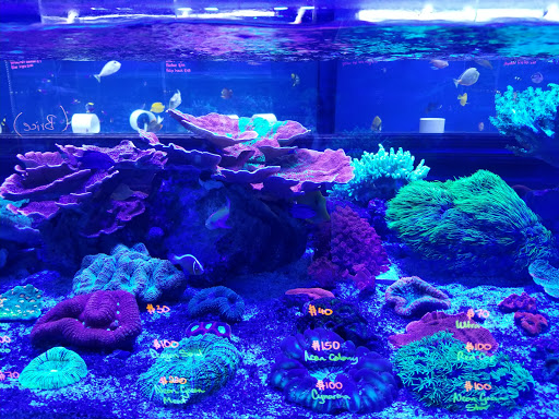 Tropical Fish Store «Living Reef Orlando», reviews and photos, 504 N Alafaya Trail #112, Orlando, FL 32828, USA