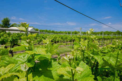 Winery «Jessie Creek Winery», reviews and photos, 1 N Delsea Dr, Cape May Court House, NJ 08210, USA