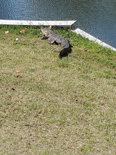 Golf Course «Rogers Park Golf Course», reviews and photos, 7910 N 30th St, Tampa, FL 33610, USA