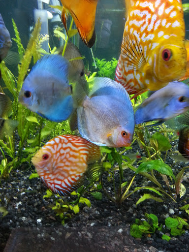 Aquarium «Skoolz of Fish», reviews and photos, 1503 Chamberlayne Ave, Richmond, VA 23222, USA