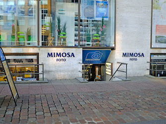 Mimosa Foto