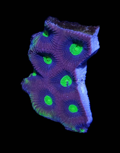 Pet Store «Pet Central», reviews and photos, 1200 Smallhouse Rd, Bowling Green, KY 42104, USA