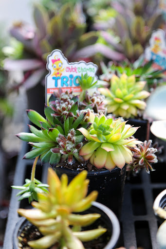 Plant Nursery «Blooming Acres», reviews and photos, 7561 State Rd, Wadsworth, OH 44281, USA