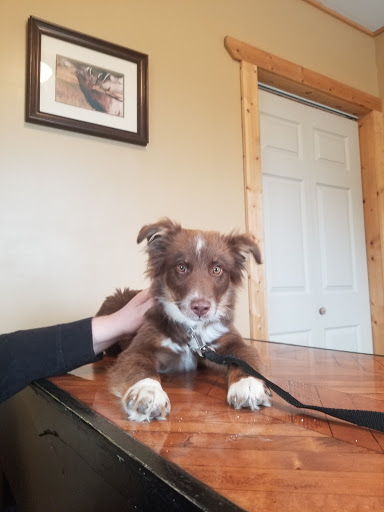 St. Francis Pet Hospital - Darby, Montana image