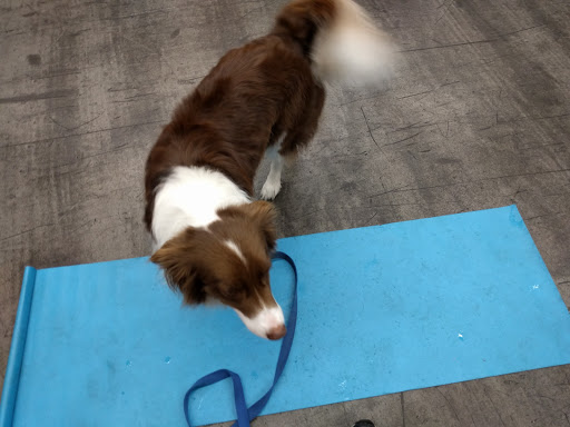 Pet Supply Store «Pet Food Express», reviews and photos, 5148 Stevens Creek Blvd, San Jose, CA 95129, USA