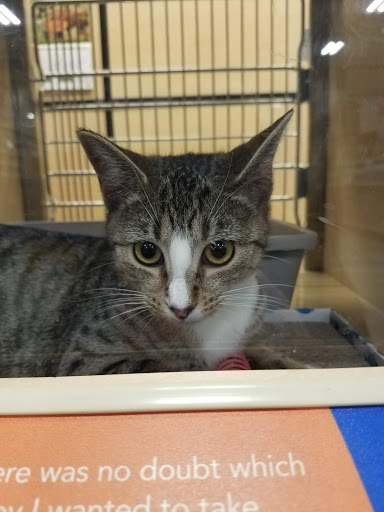 Pet Supply Store «PetSmart», reviews and photos, 607 Belmont St, Brockton, MA 02301, USA