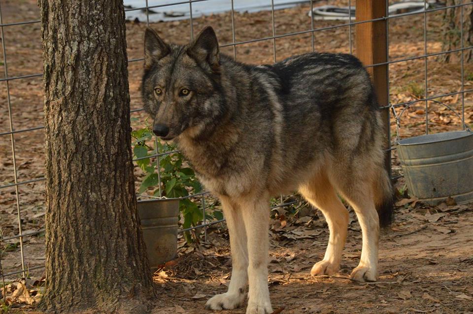 Texas Wolfdog Project & Shelter