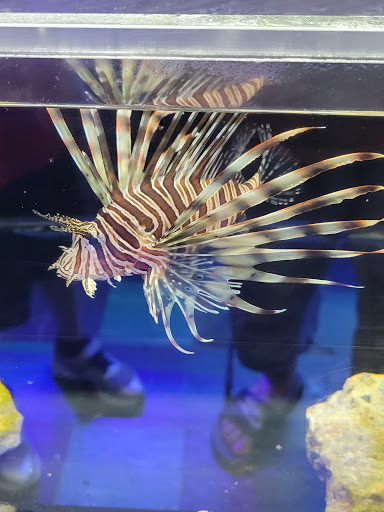 Pet Store «The Pet Zone», reviews and photos, 20 W Oak St, Pittston, PA 18640, USA