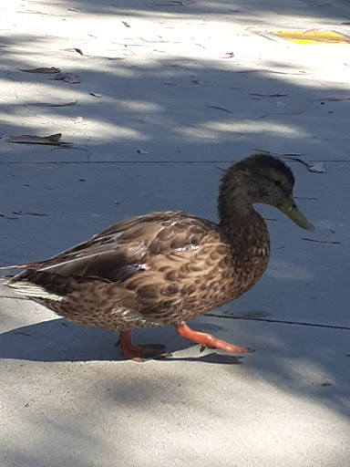 Pet Supply Store «Petco Animal Supplies», reviews and photos, 5961 Warner Ave, Huntington Beach, CA 92649, USA