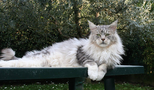 Allevamento di Maine coon Planetcoon