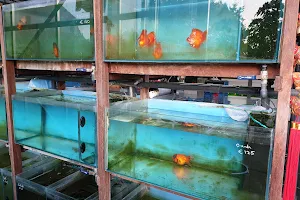 Fancy Goldfish Store image