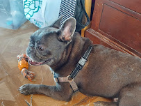 Cathy's Pet Services - Photo 2 - Car repair in Orlando, FL, Orlando
