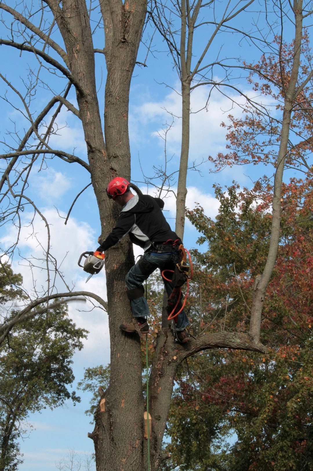 Tree Removal Service Birmingham