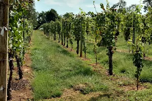 Basignani Winery image