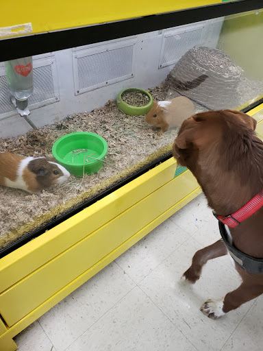 Pet Supply Store «Pet Supplies Plus», reviews and photos, 1856 Hendersonville Rd a, Asheville, NC 28803, USA