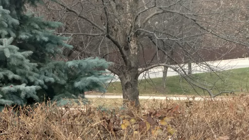 American Restaurant «Cracker Barrel Old Country Store», reviews and photos, 11701 University Ave, Clive, IA 50325, USA