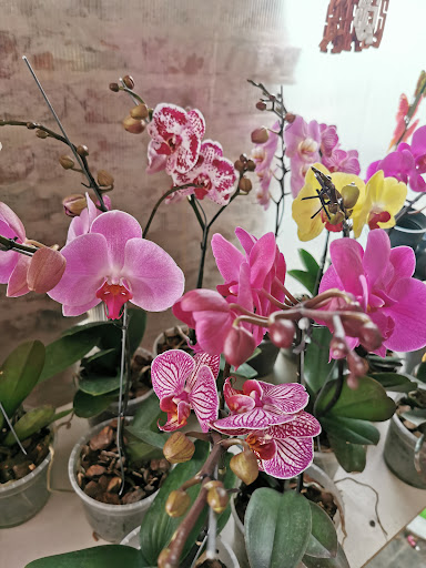 Vivero Orquídeas Graciela