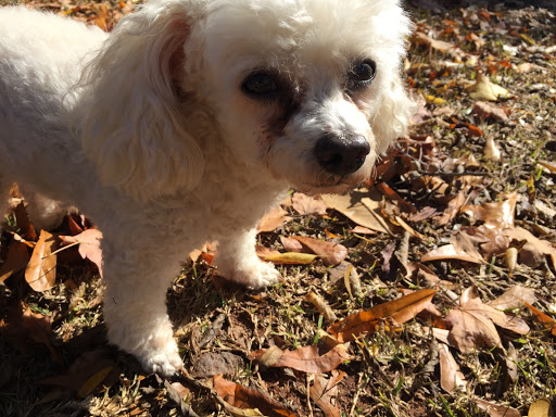 Thornton Animal Hospital image