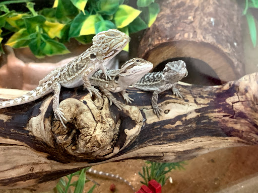 Pet Supply Store «PetSmart», reviews and photos, 240 N Gates Dr, Bloomington, IN 47404, USA