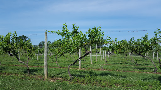 Winery «Madison Vineyards Estate Winery and Bed & Breakfast», reviews and photos, 1456 E 400 N, Madison, IN 47250, USA