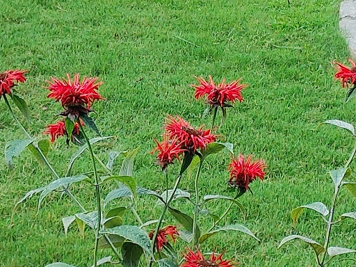 Art Center «Callanwolde Fine Arts Center», reviews and photos, 980 Briarcliff Rd NE, Atlanta, GA 30306, USA