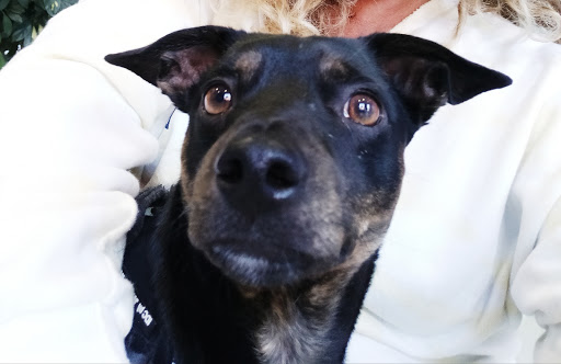 Prada Clínica Veterinaria en Burgos