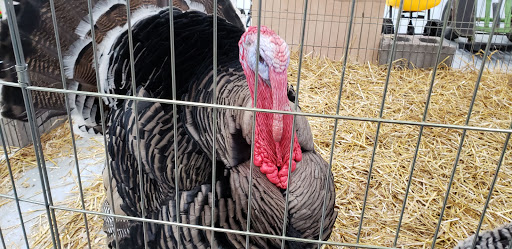 Pet Store «Teske Pet & Garden», reviews and photos, 2423 16th St, Moline, IL 61265, USA