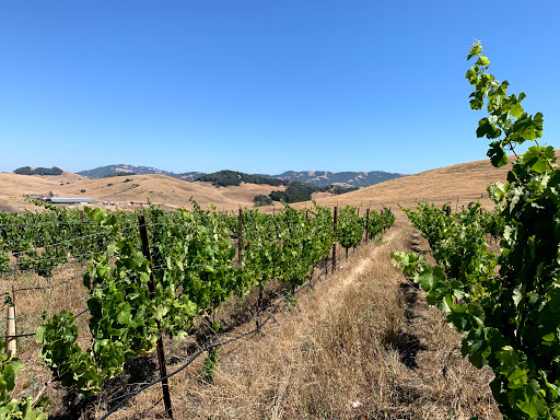 Winery «Azari Vineyards», reviews and photos, 1399 Spring Hill Rd, Petaluma, CA 94952, USA