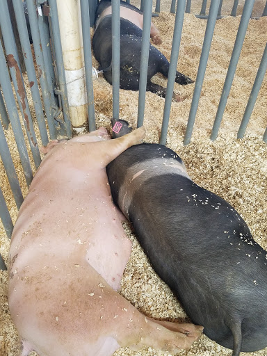 Fairground «Del Mar Fairgrounds», reviews and photos, 2260 Jimmy Durante Blvd, Del Mar, CA 92014, USA