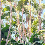 Photo n°6 de l'avis de Patricia.e fait le 15/10/2022 à 12:37 sur le  Hotel La Villarosa Terme à Ischia