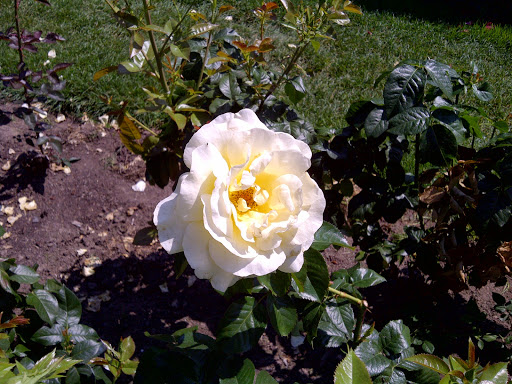 Stadium «Providence Park», reviews and photos, 1844 SW Morrison St, Portland, OR 97205, USA