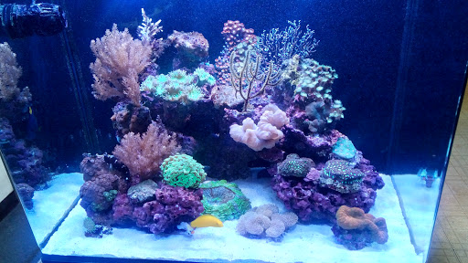 Aquarium «P&P Tropical Fish», reviews and photos, 5020 Ball Rd, Cypress, CA 90630, USA