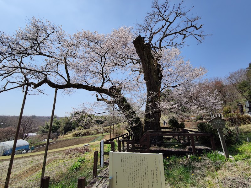 寺子の桜