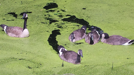 Nature Preserve «Wood Lake Nature Center», reviews and photos, 6710 Lake Shore Dr S, Minneapolis, MN 55423, USA