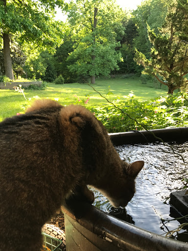 Pet Store «Pet Food Discounters», reviews and photos, 607 Woodbrook Dr, Charlottesville, VA 22901, USA