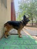 Govt Pashu Chikkishalya (Animal Hospital) पशु चिकित्सालय सावनेर Logo, Sāvner, India, Hospital