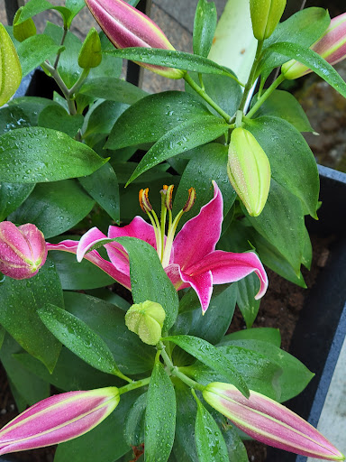 Park «Cottage Lake Park», reviews and photos, NE Woodinville Duvall Rd, Woodinville, WA 98072, USA