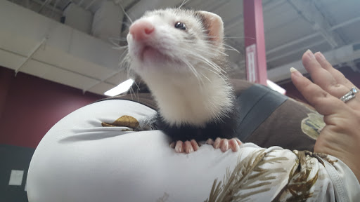 Pet Store «Petland», reviews and photos, 1514 Stonecreek Dr, Pickerington, OH 43147, USA