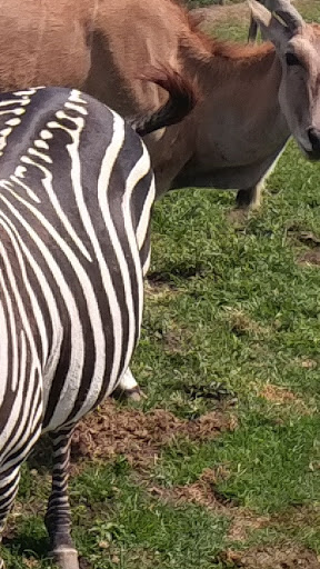 Zoo «Dutch Creek Farm Animal Park», reviews and photos, 6255 N 1000 W, Shipshewana, IN 46565, USA