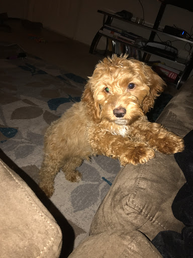 Pet Store «Charm City Puppies», reviews and photos, 8205 Snowden River Pkwy, Columbia, MD 21045, USA