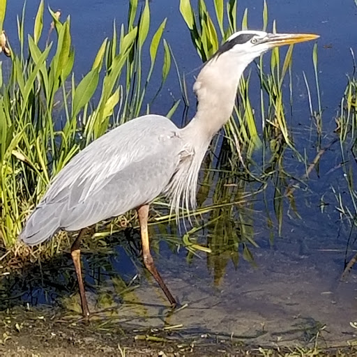 Public Golf Course «Mainlands Golf Course», reviews and photos, 9445 Mainlands Blvd W, Pinellas Park, FL 33782, USA